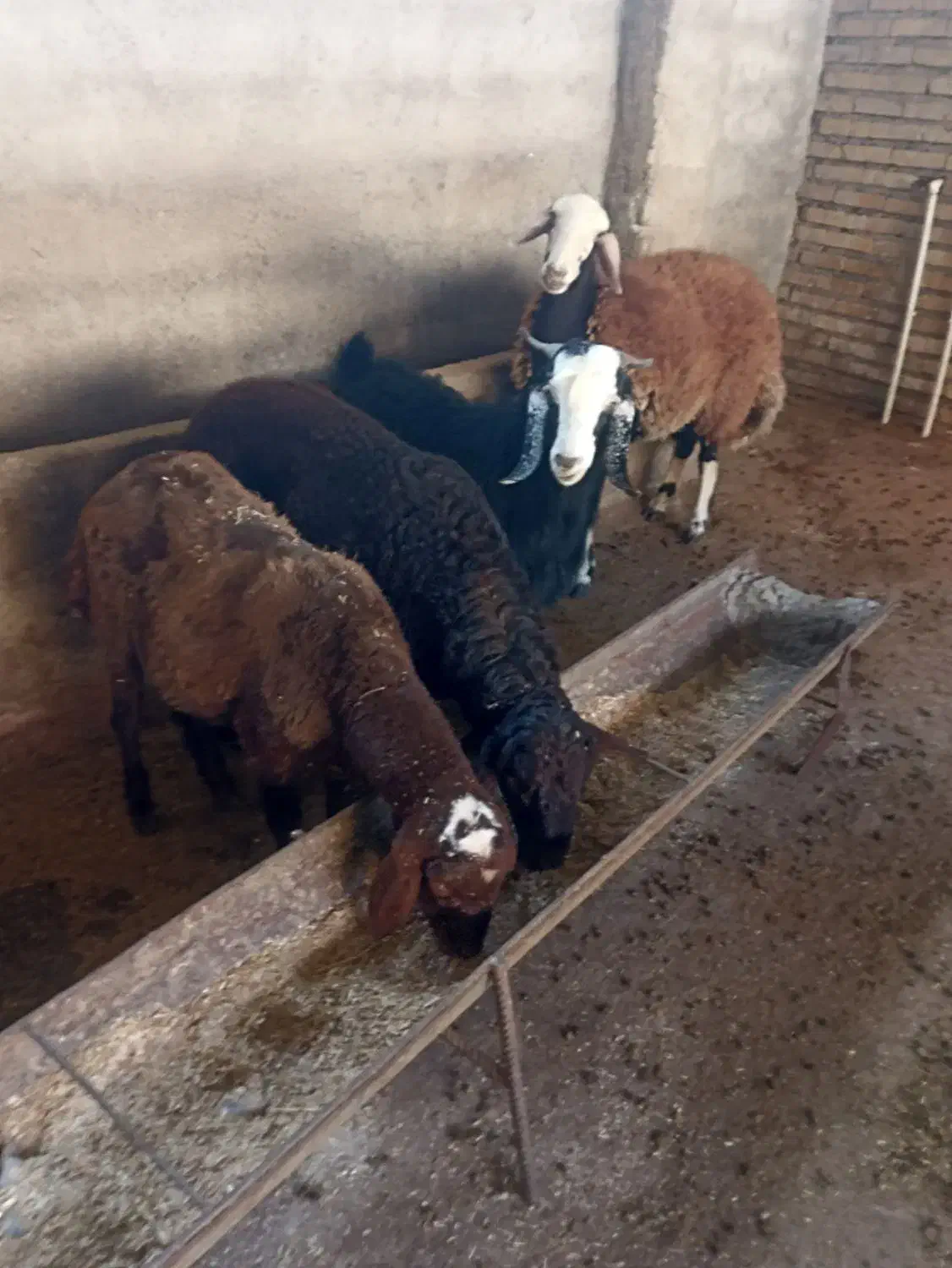 گوسفند چاق|حیوانات مزرعه|آزادشهر, |دیوار