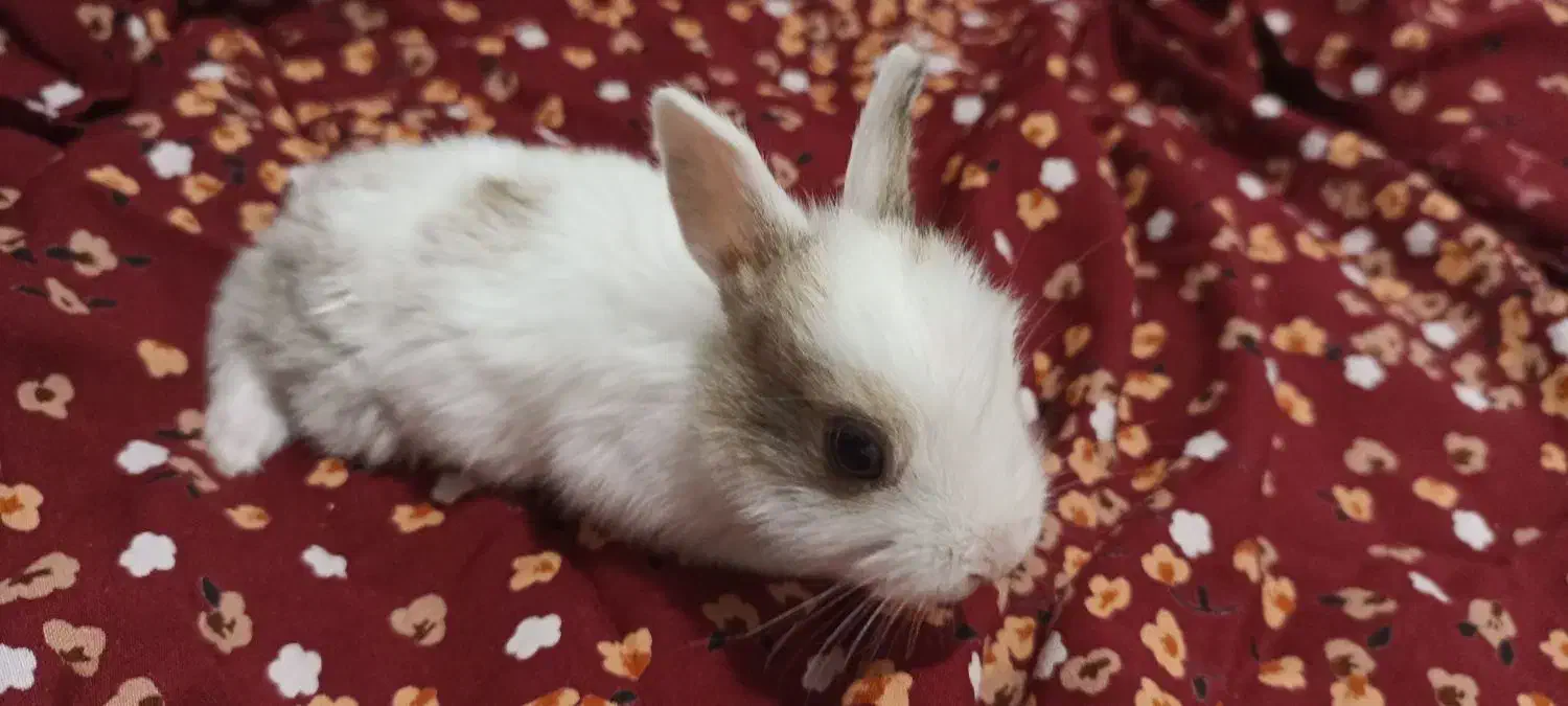 شش بچه خرگوش بیست روزه به همراه مادرشون.|موش و خرگوش|بوشهر, |دیوار