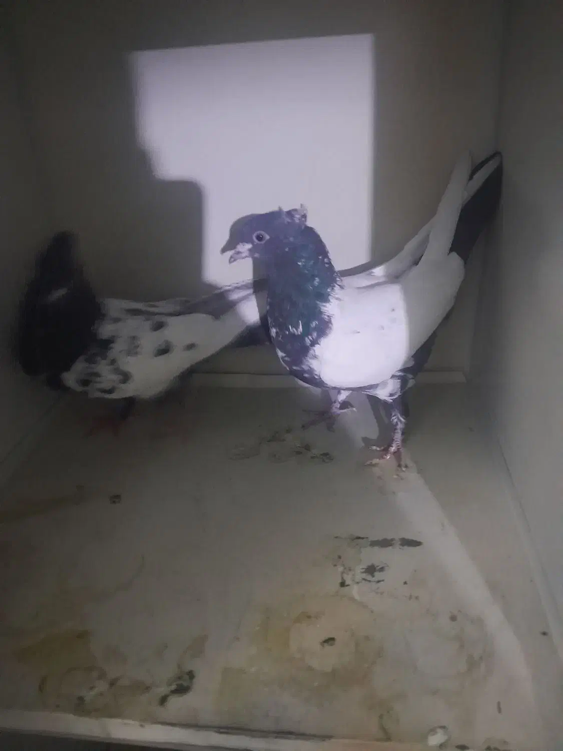 کفتر|پرنده|شیراز, شیشه‌گری|دیوار