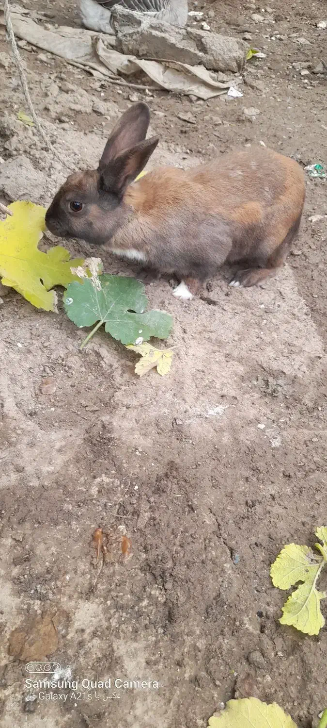 خرگوش|موش و خرگوش|مینودشت, |دیوار