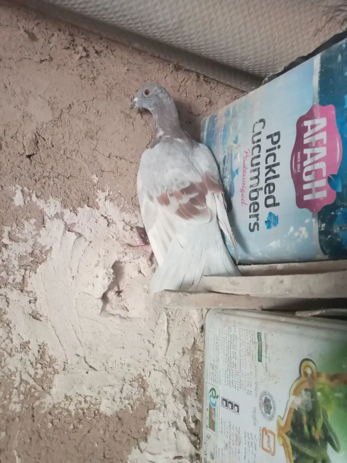 کبوتر|پرنده|قائن, |دیوار