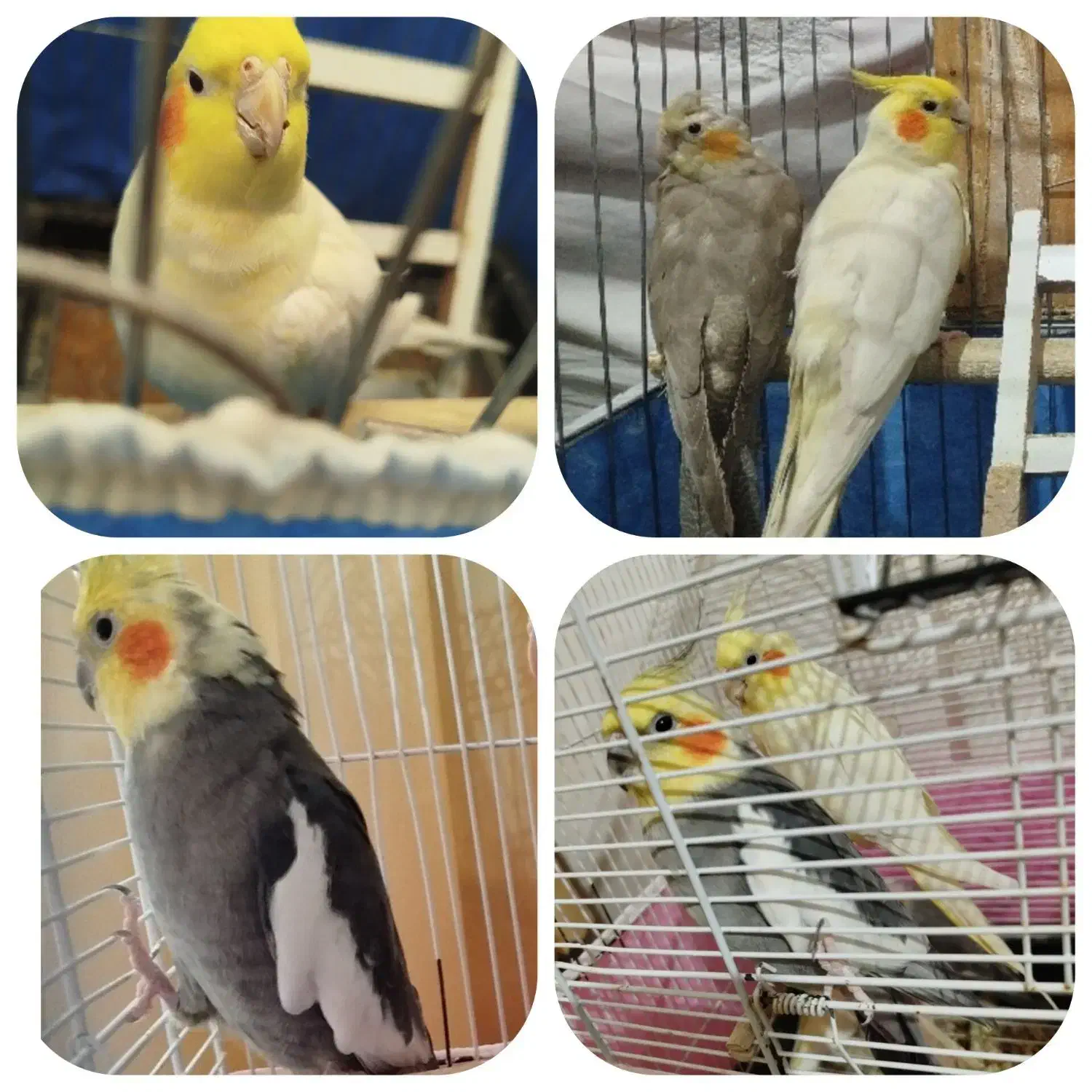 عروس هلندی دونه ای ۱ میلیون|پرنده|الوند, |دیوار