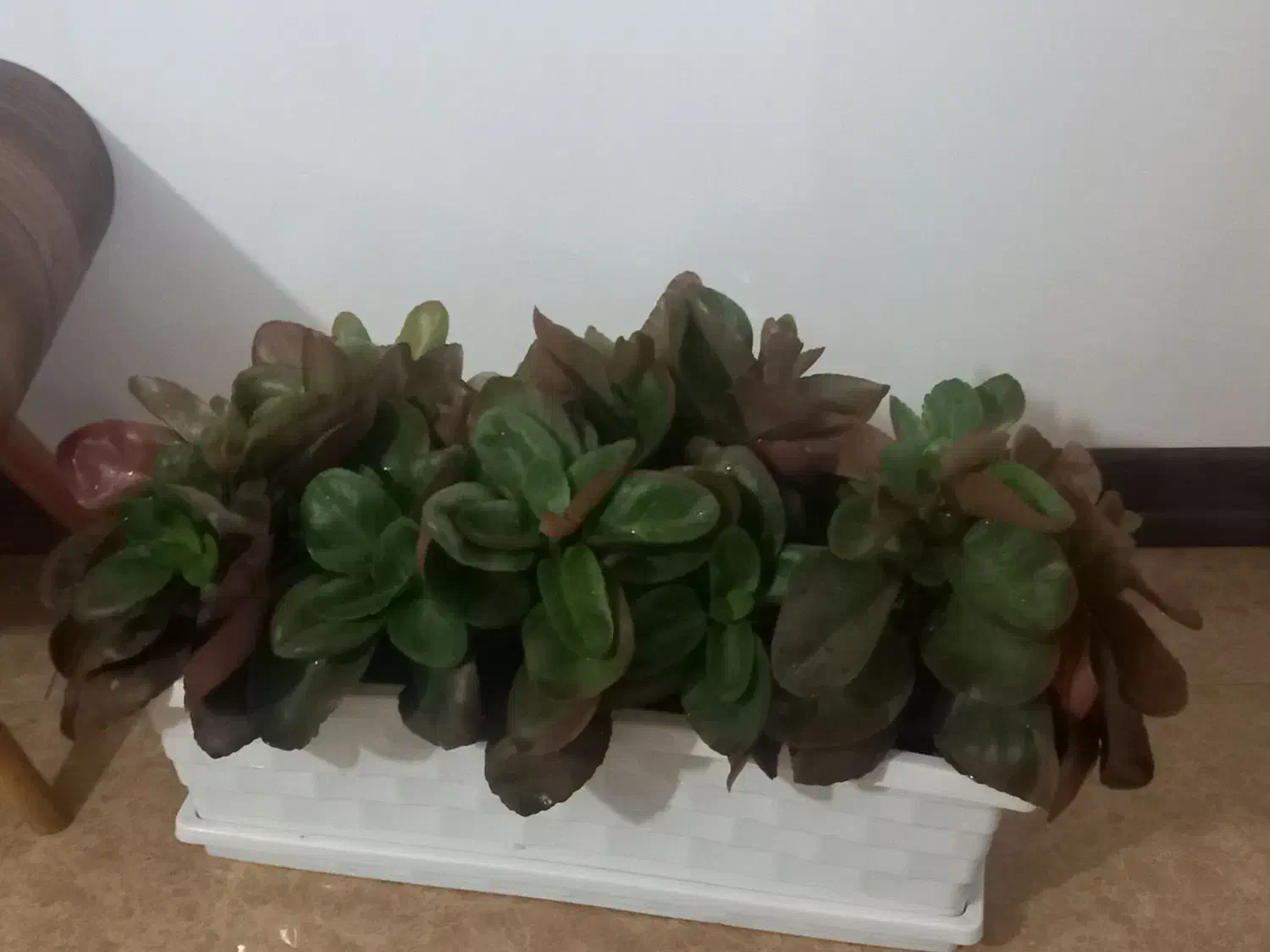 کیف|کیف، کفش، کمربند|اصفهان, بهارستان|دیوار