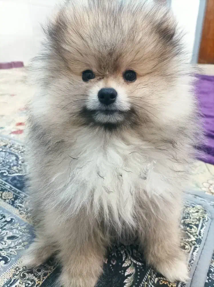 پامر خرسی|سگ|مرودشت, ثبت احوال|دیوار