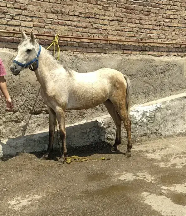 مادیان اصیل|اسب و تجهیزات اسب‌سواری|اردبیل, |دیوار