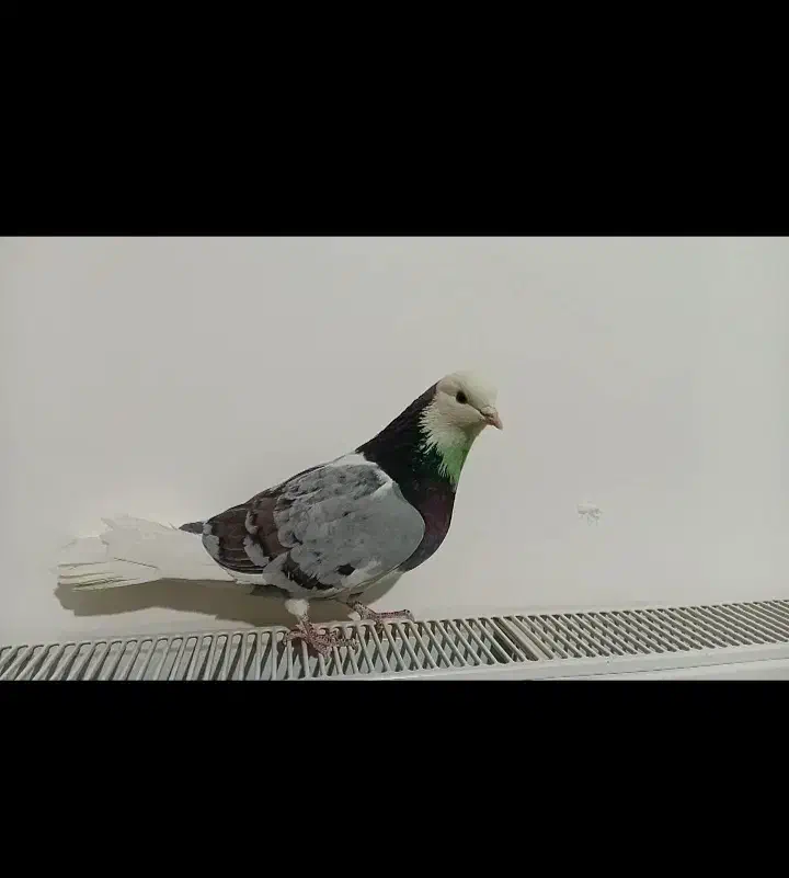 ۲عددکبوتر|پرنده|ابهر, |دیوار