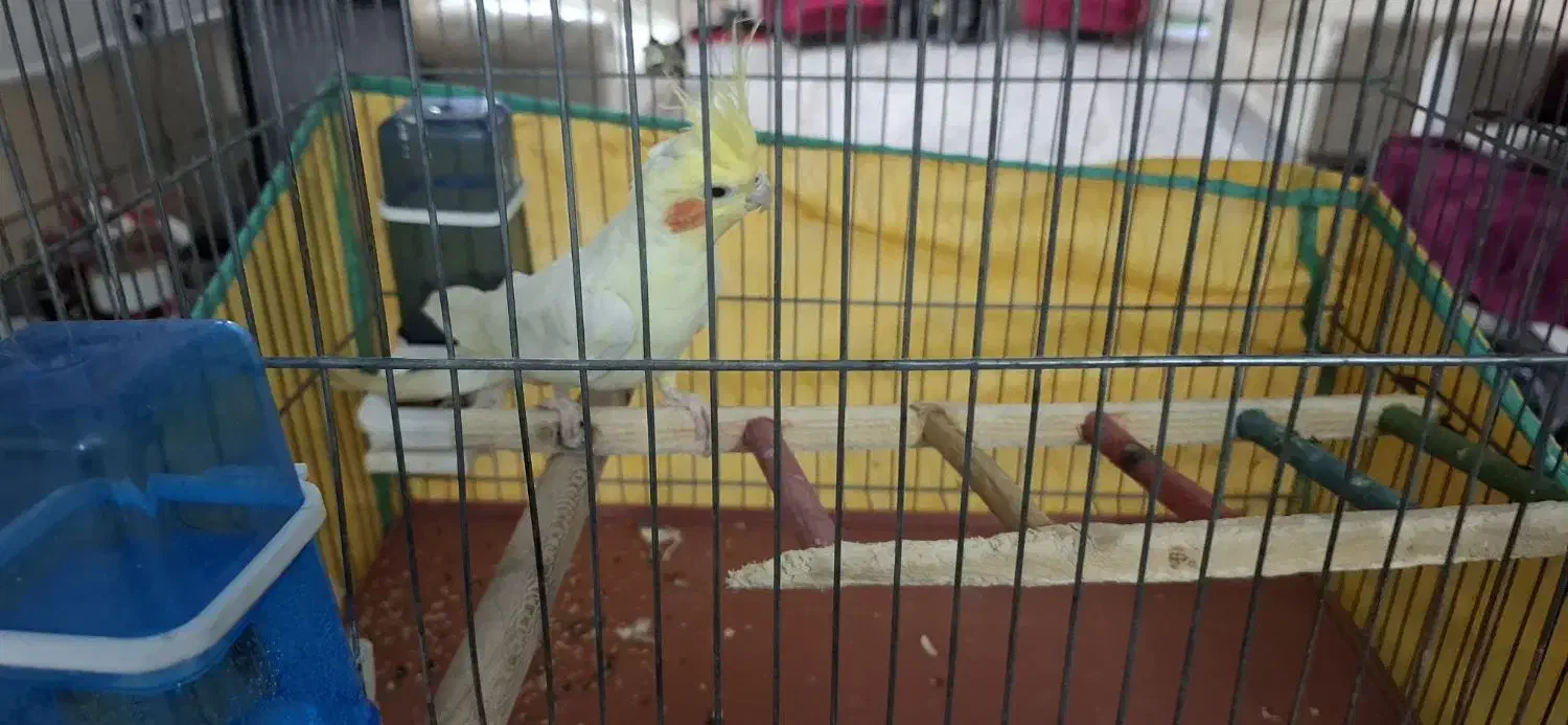 عروس هلندی|پرنده|شیراز, شهرک فرزانگان|دیوار