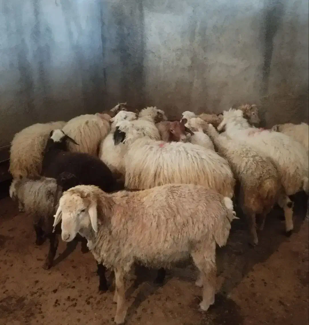 دام پاک|حیوانات مزرعه|شهریار, ابراهیمآباد|دیوار