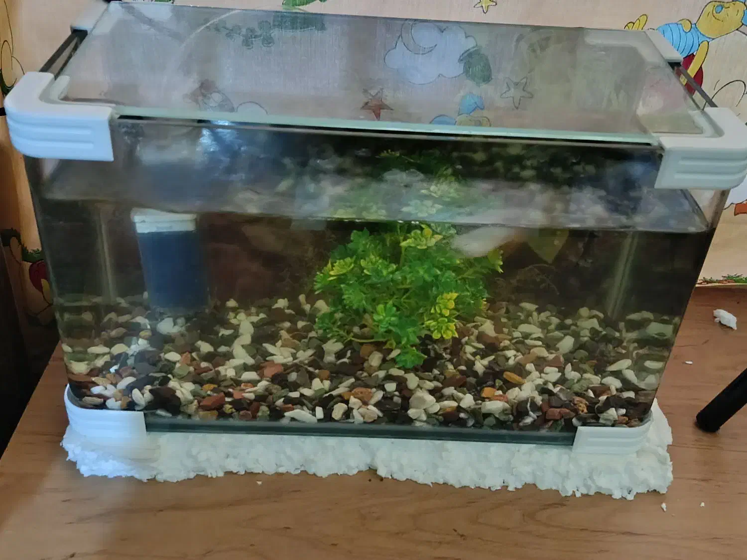 آکواریوم|ماهی|بهبهان, |دیوار