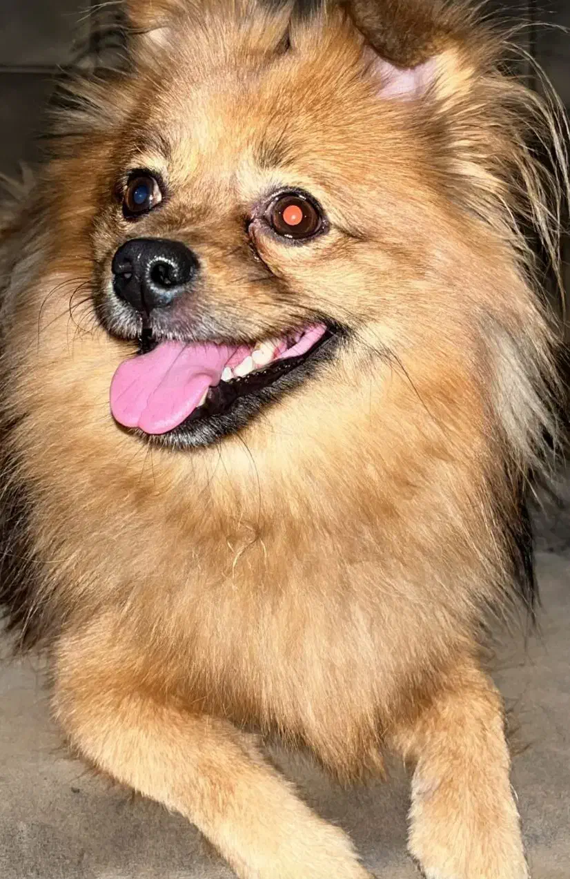 پامر روباهی واگذاری نیس|سگ|تهران, آهنگ|دیوار