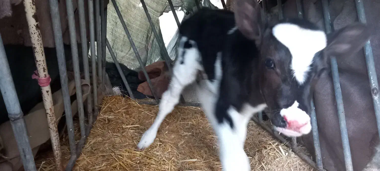 گوساله|حیوانات مزرعه|مرودشت, کناره|دیوار