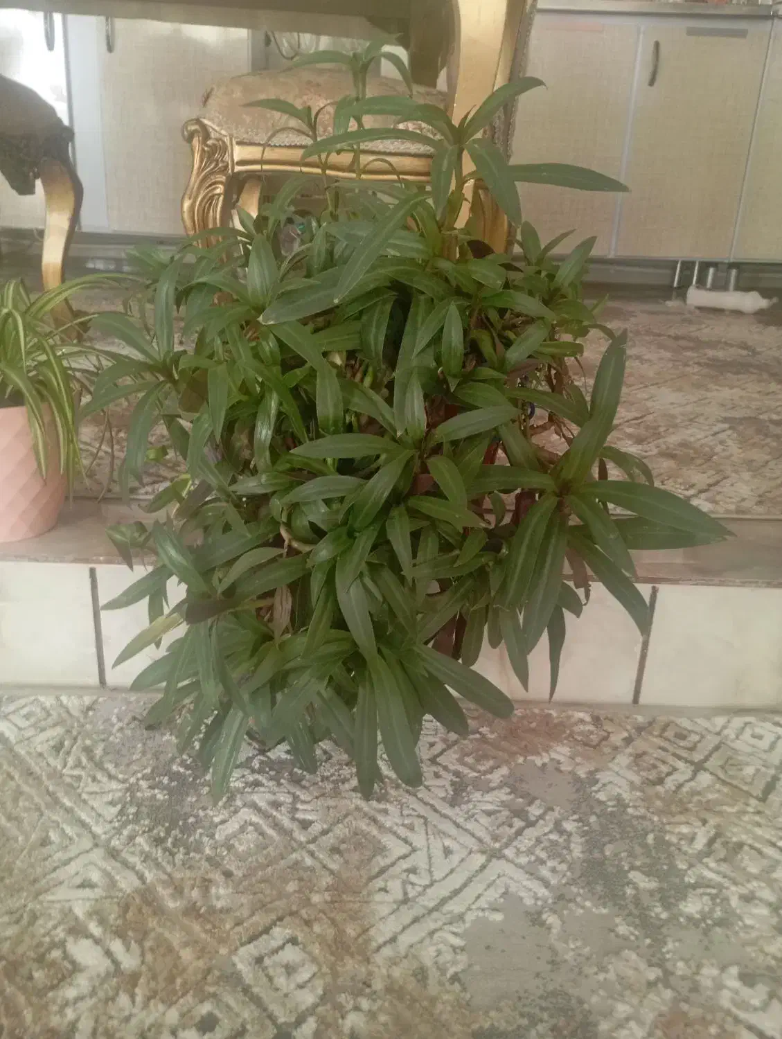 گل طبیعی|گل و گیاه طبیعی|ایلام, |دیوار