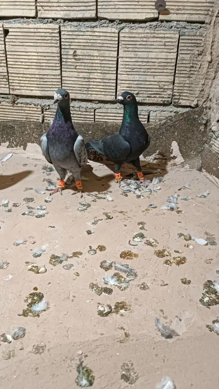 پرنده|پرنده|مشهد, انصار|دیوار