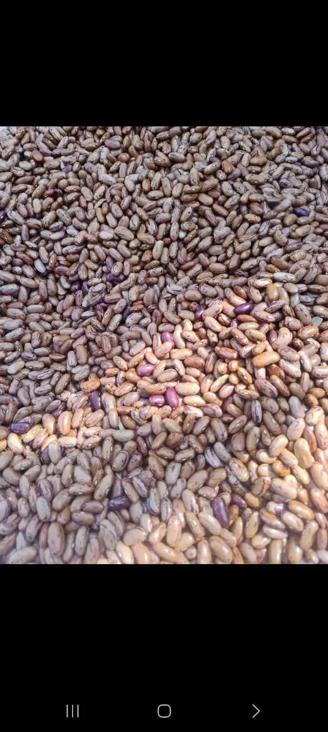 حبوبات خشکبار|خوردنی و آشامیدنی|فشاپویه, |دیوار