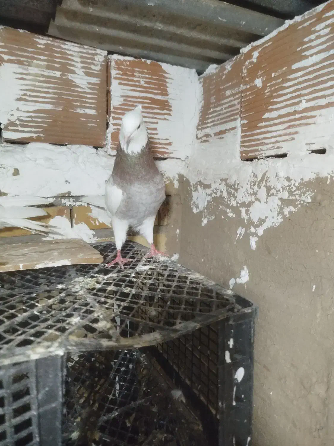 طوقی|پرنده|گنبد کاووس, |دیوار