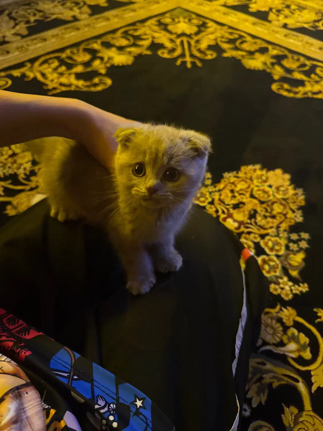 گربه نژاد اسکاتیش|گربه|ری, دولتآباد|دیوار