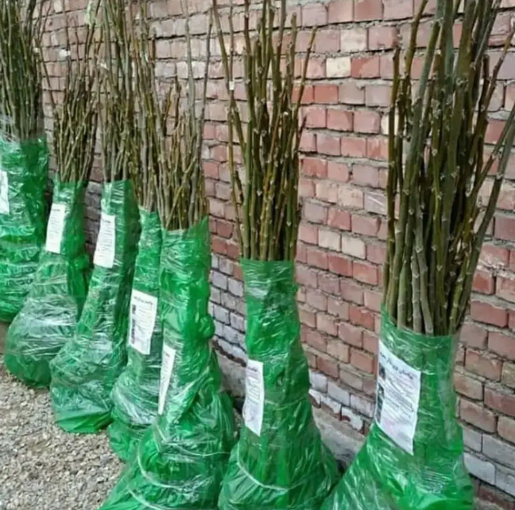 نهالستان فروش نهال های بادام گردو و صنوبر|خدمات باغبانی و درختکاری|اشنویه, |دیوار