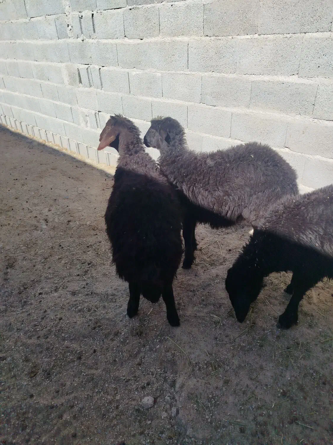 ۳ راس بره قزل افشار و قره قزل|حیوانات مزرعه|بناب, |دیوار