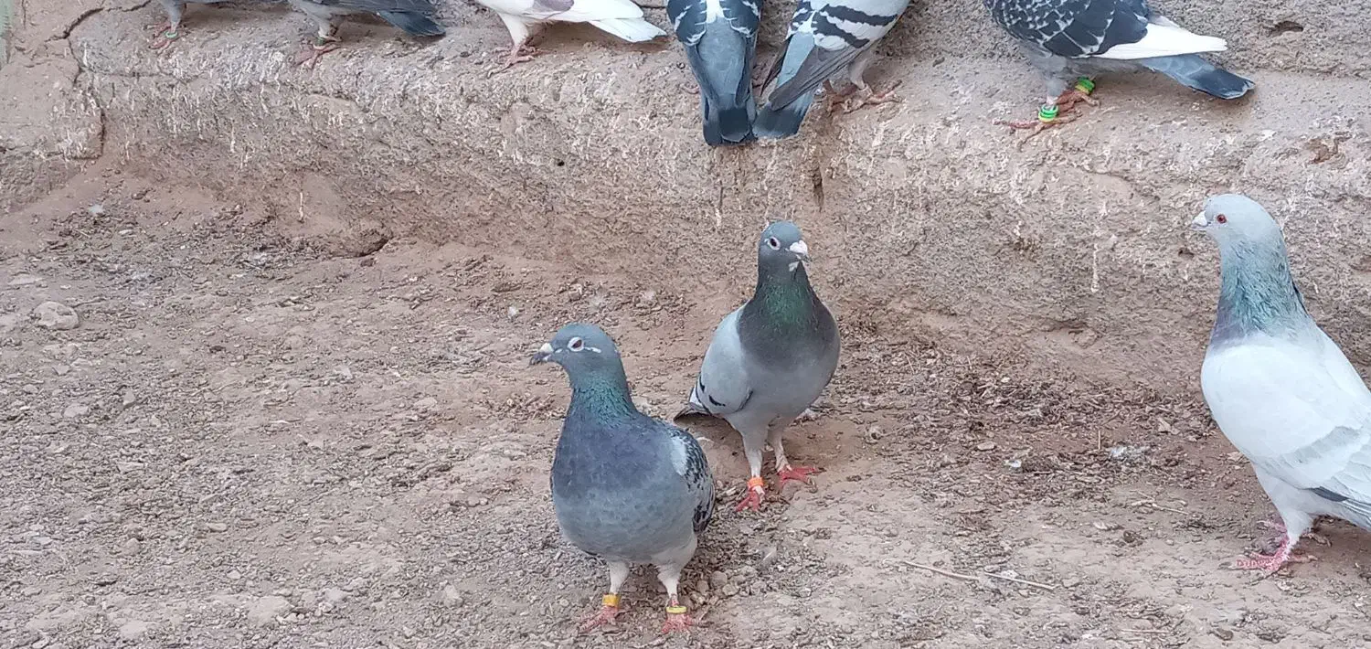 کبوتر پرشی|پرنده|سبزوار, قصبه شرقی|دیوار