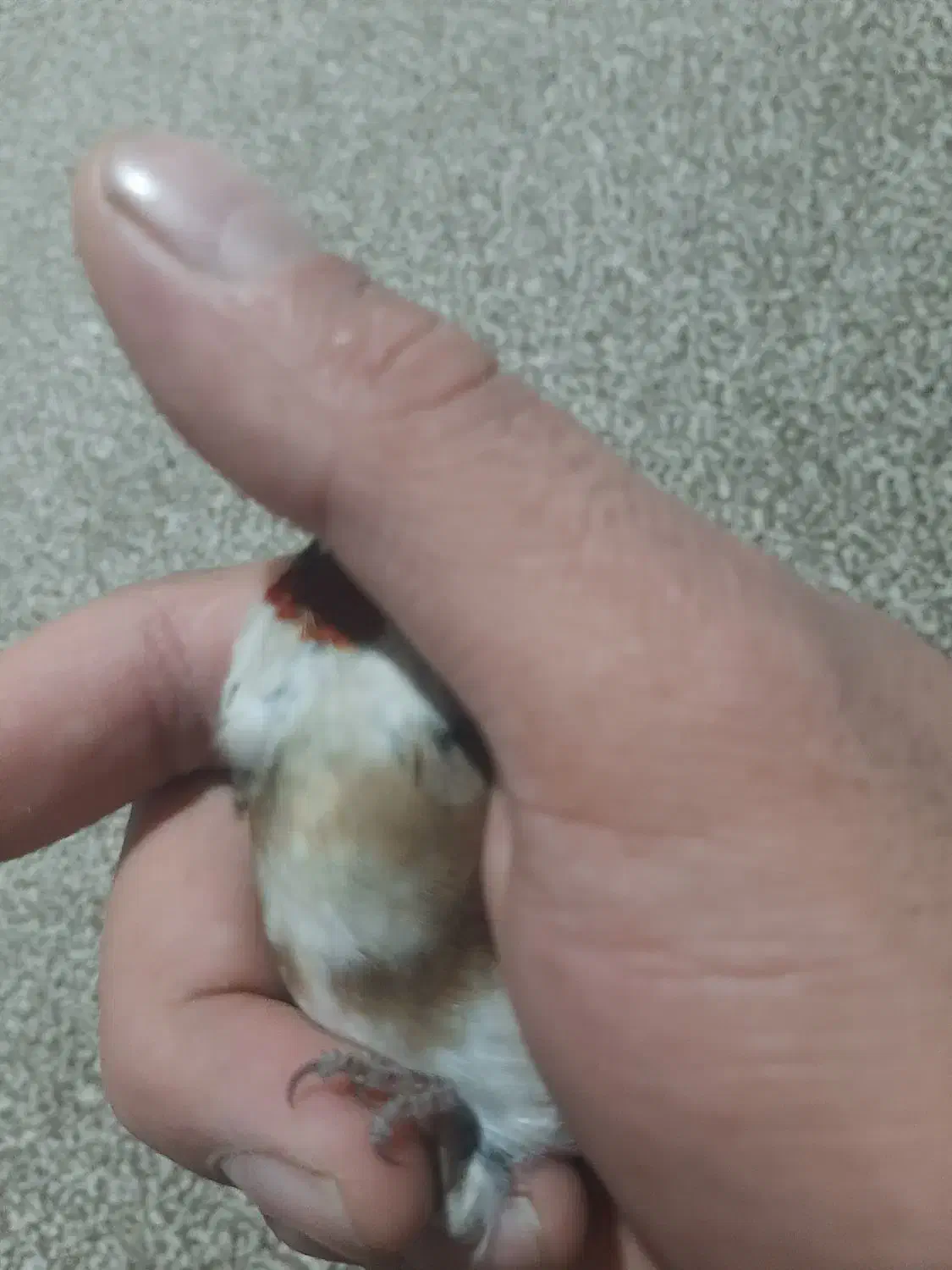 سهره|پرنده|ملایر, |دیوار