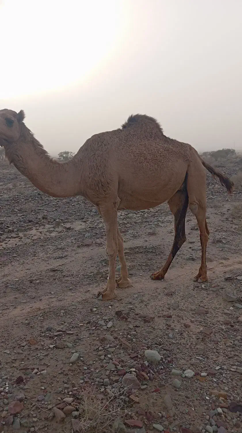 شتر|حیوانات مزرعه|کیش, |دیوار