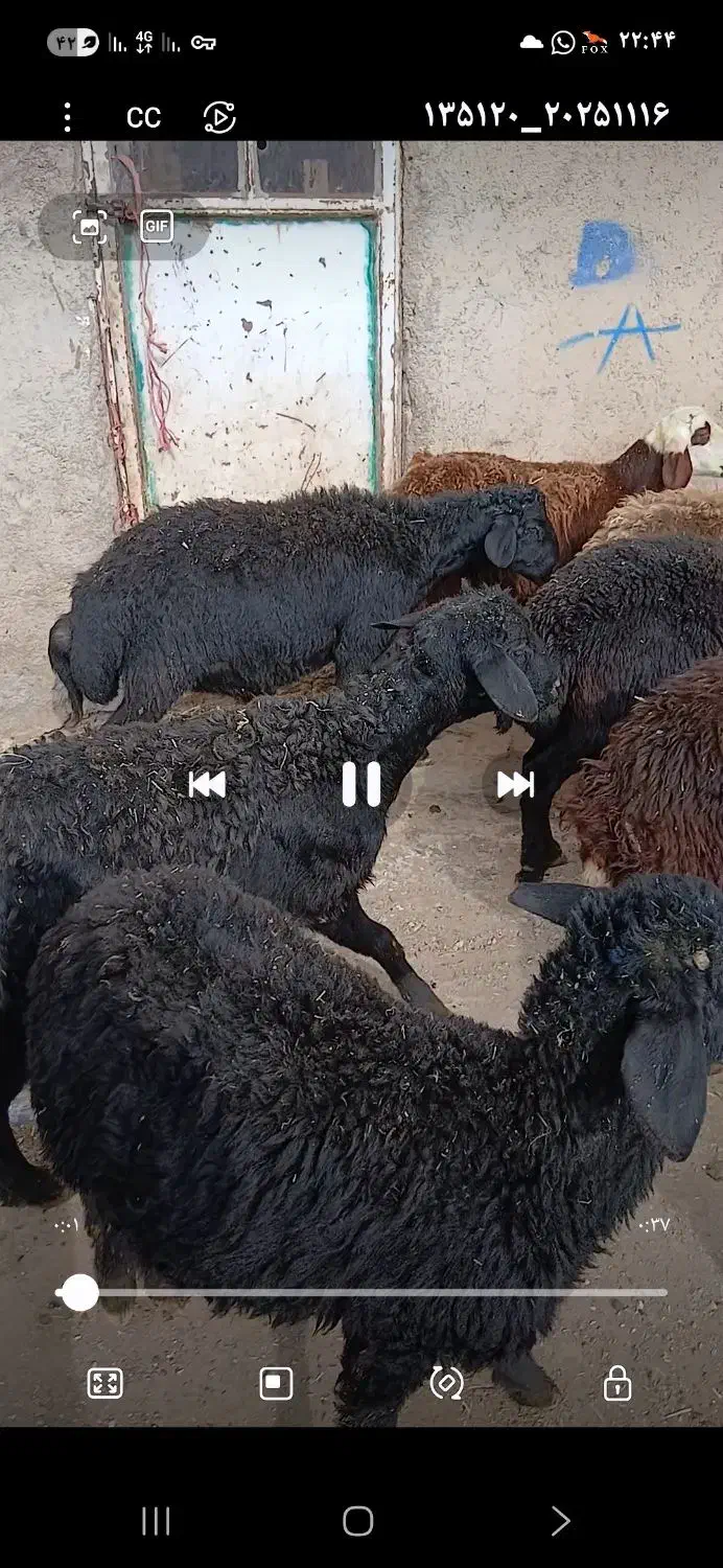 ۱۵ راس بره قوچ قره قزل اصل موفر موقعیت سیم فروشی|حیوانات مزرعه|خنداب, |دیوار