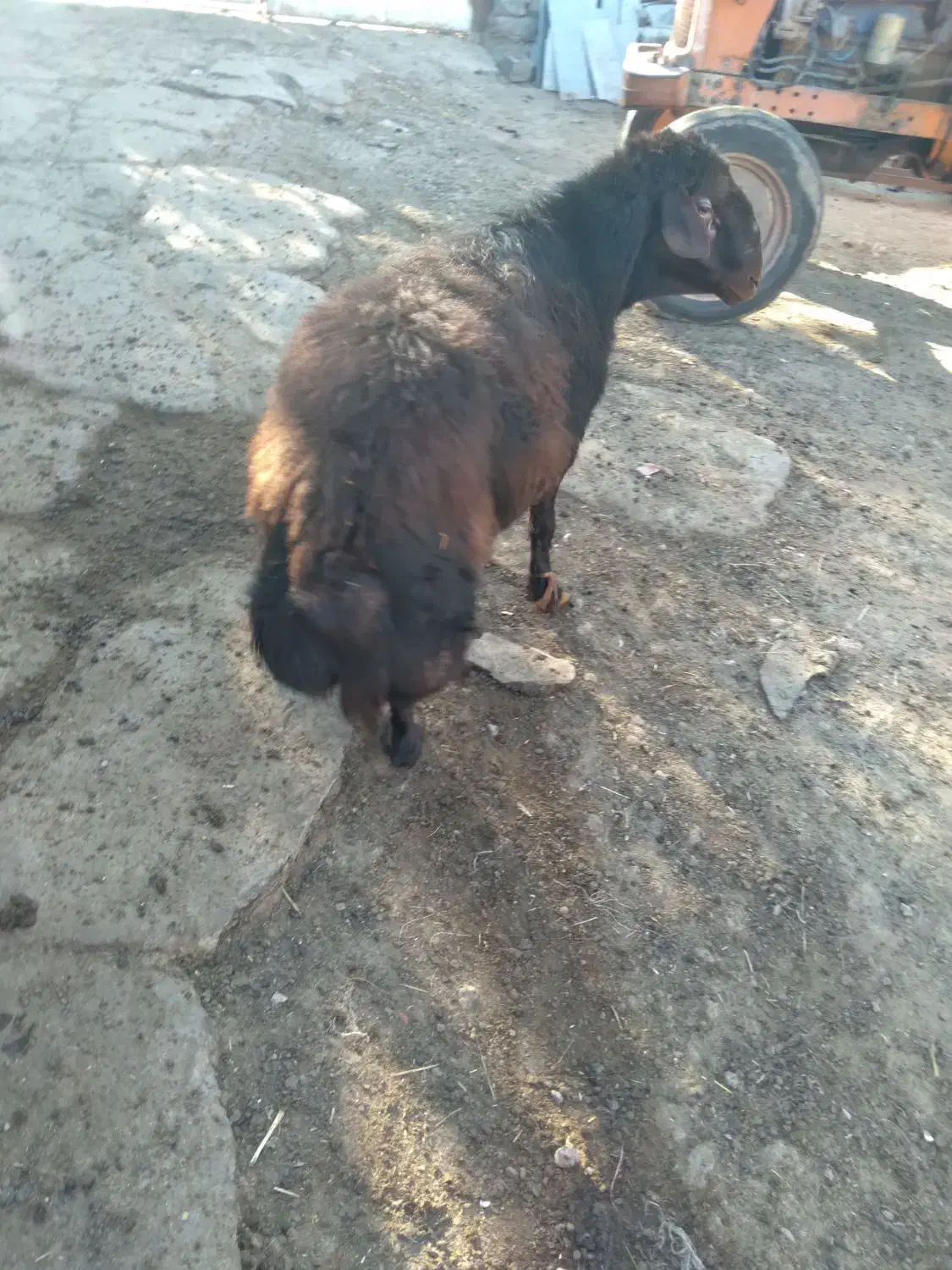 شکسته بند حیوانات|خدمات پیشه و مهارت|اردبیل, |دیوار