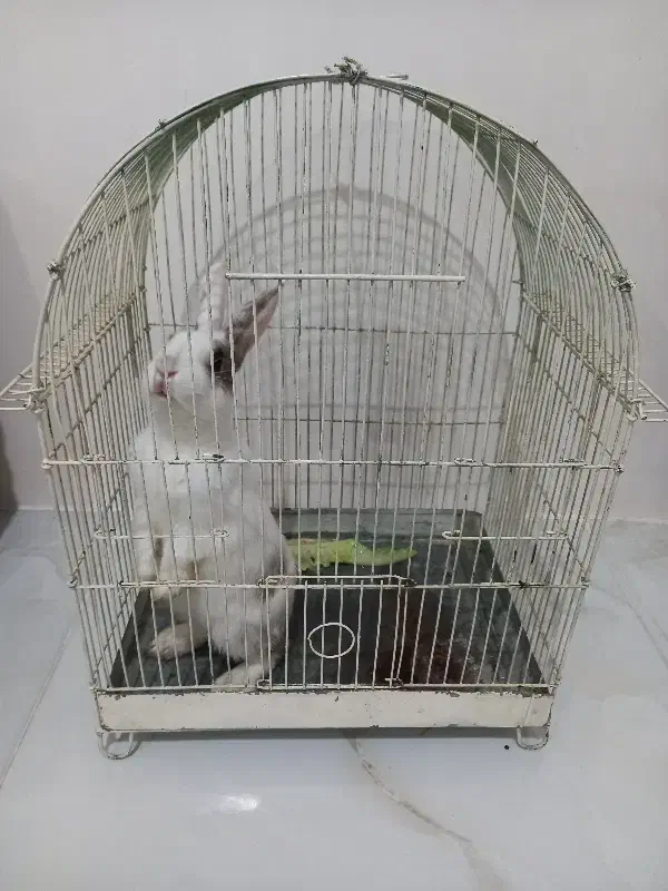 خرگوش|موش و خرگوش|سنندج, |دیوار