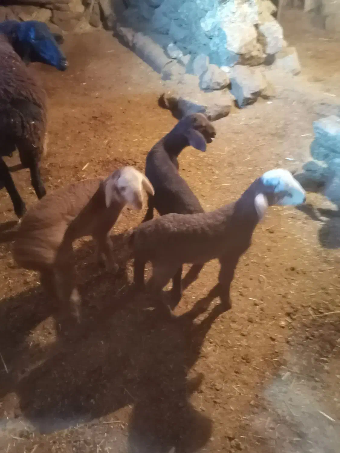 میش وبره چینی|حیوانات مزرعه|بیلوار, |دیوار