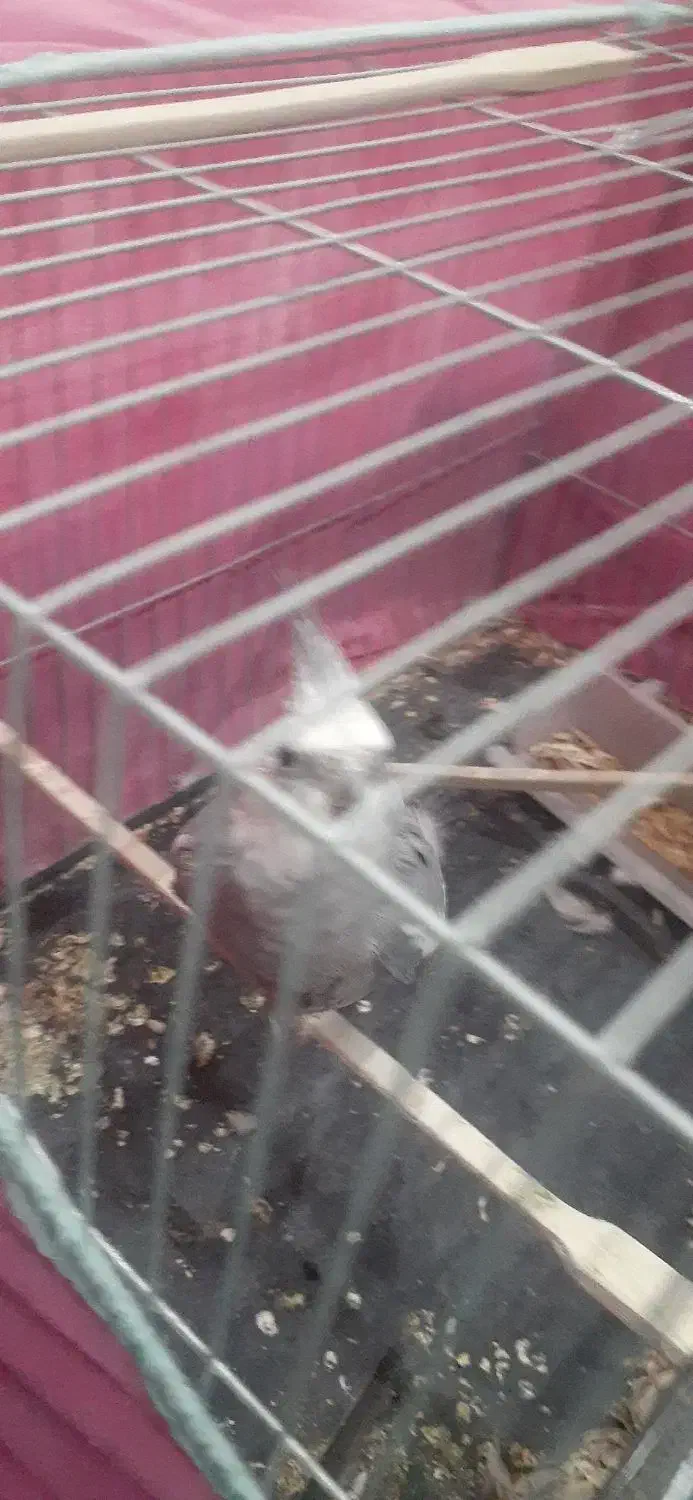 جفت عروس هلندی مولد|پرنده|شیراز, شهرک رضوان|دیوار