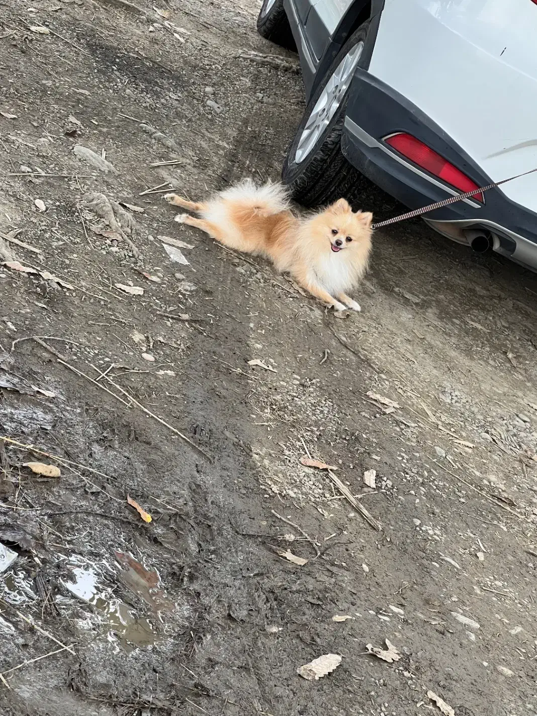 پامر|سگ|قرچک, مهدیه|دیوار