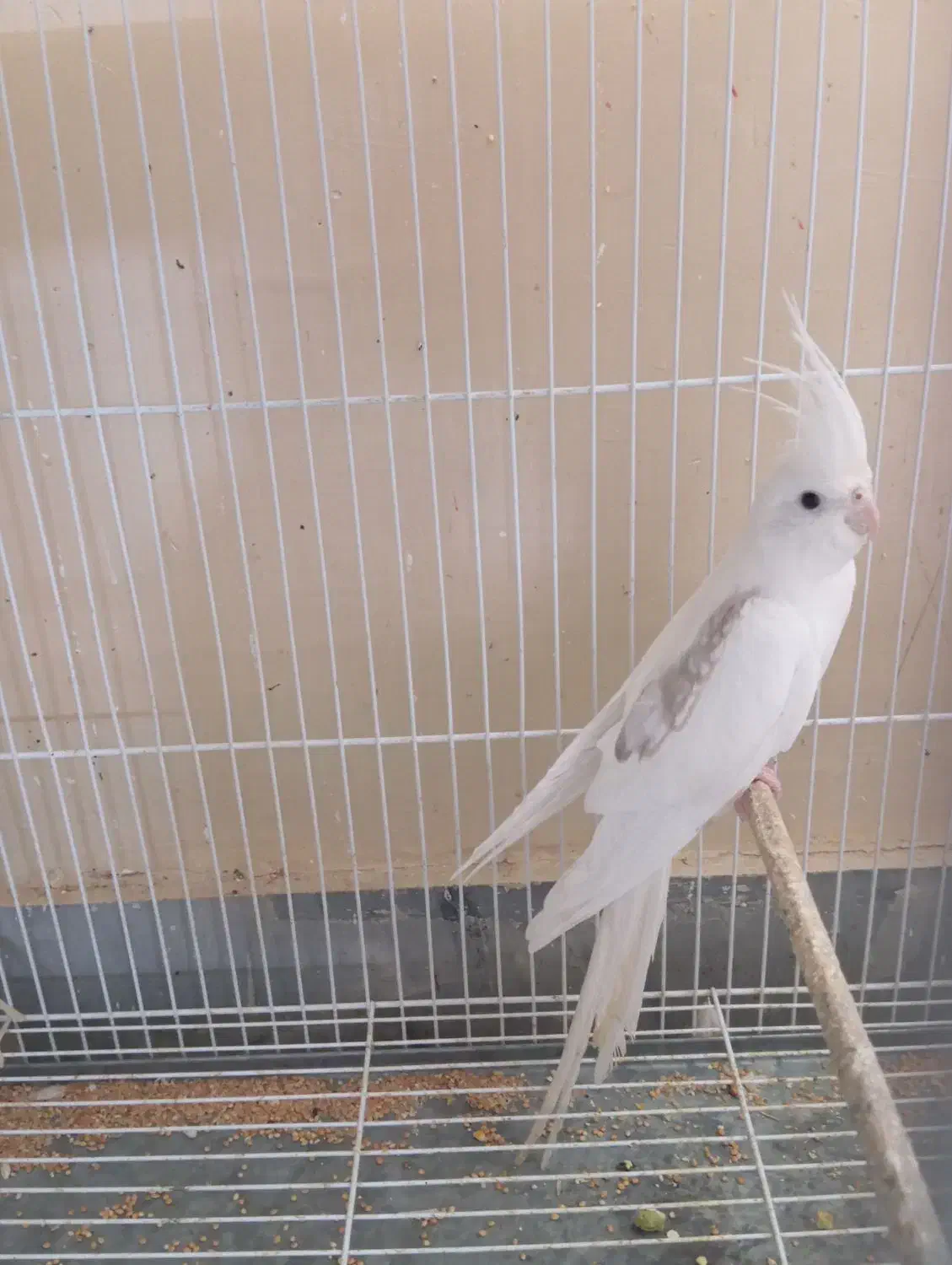 عروس هلندی و گرینچیک|پرنده|چابهار, |دیوار