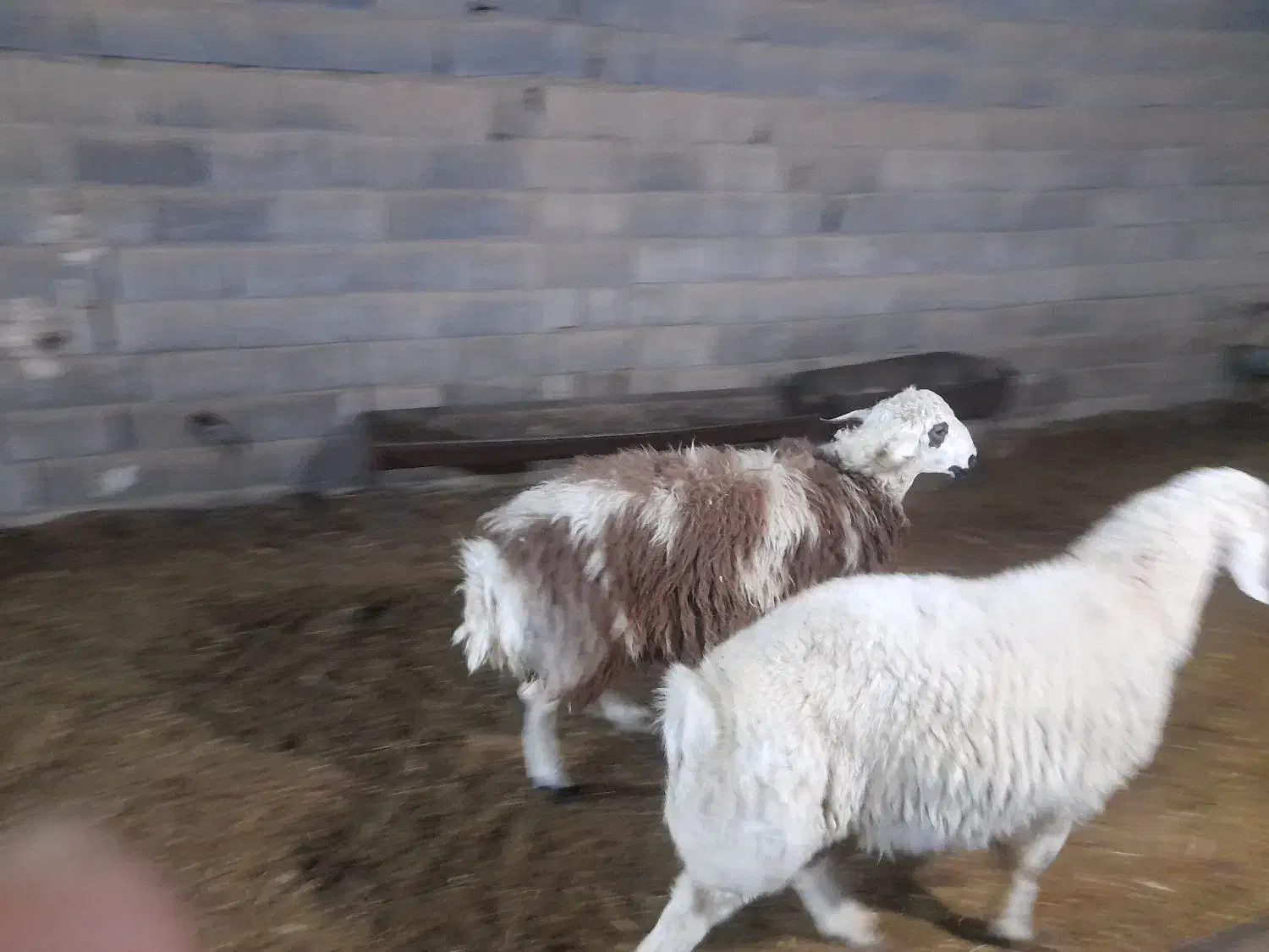 بره قوچ افشار پلنگی بروجردی|حیوانات مزرعه|یزد, |دیوار