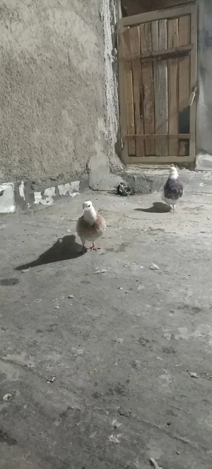 سلام یه جفت طوقی ن هفرنگ ماده زرد معاوضه باشازده|پرنده|نجفآباد, صالح آباد|دیوار