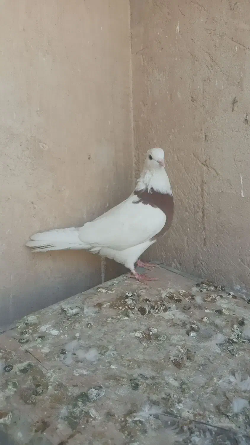 کبوتر طوقی کاغذی تهرانی دمگیر|پرنده|برخوار, |دیوار