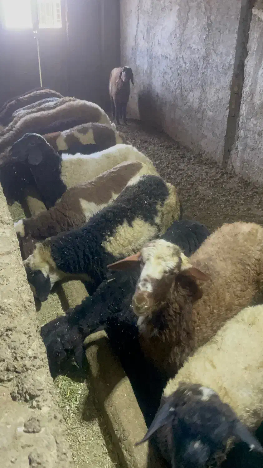 بره کشتاری همراه قصاب|حیوانات مزرعه|خمین, |دیوار