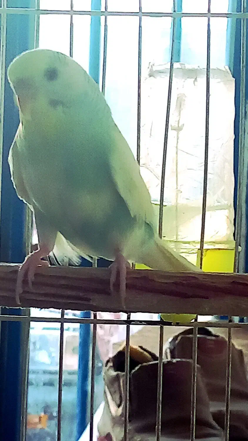 مرغ عشق|پرنده|مشهد, شهید احمدی روشن|دیوار