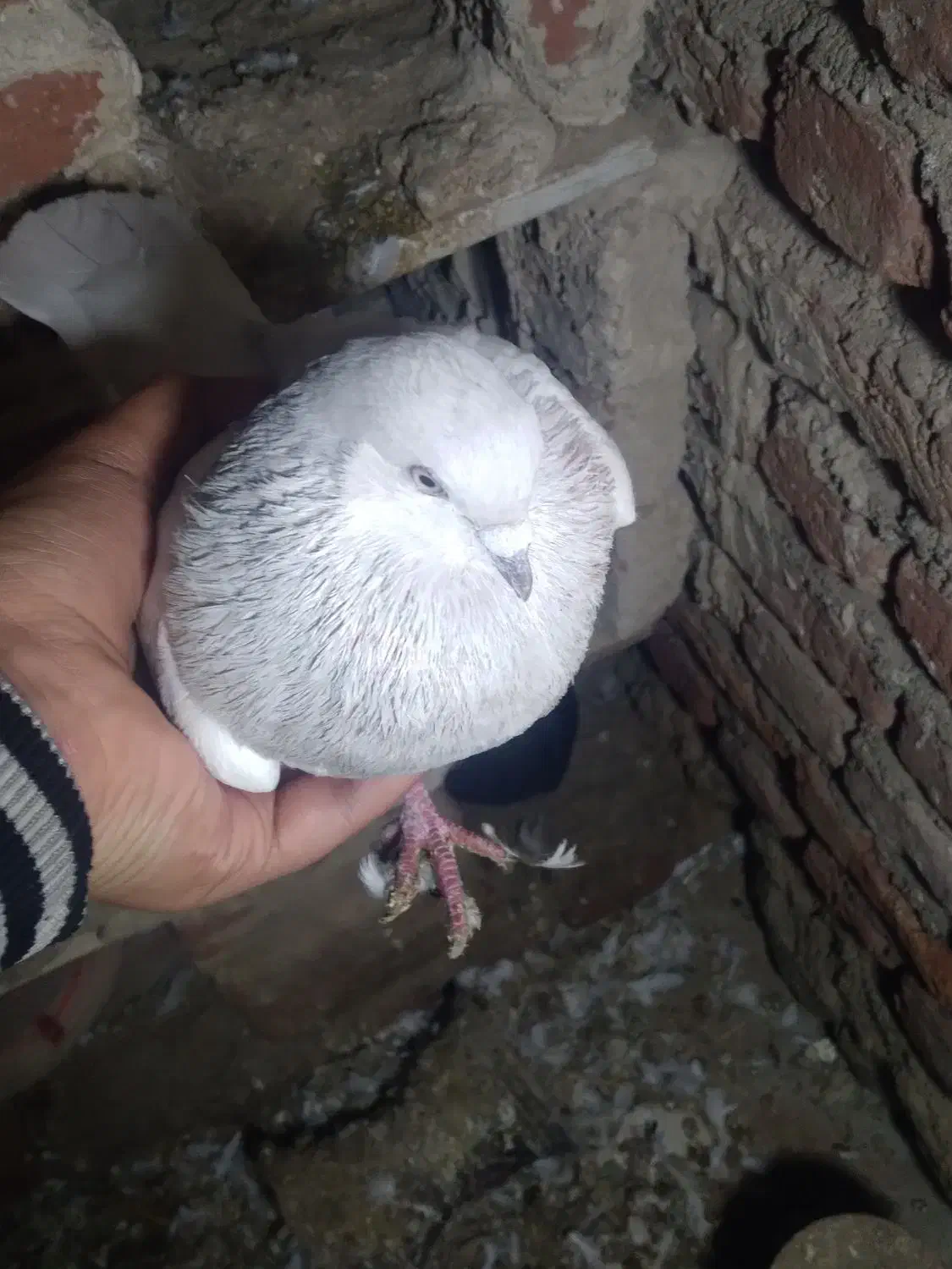 کبوتر|پرنده|خسروشاه, |دیوار