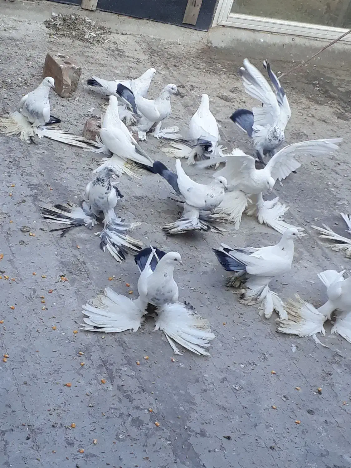 کبوتر پا پر|پرنده|آذرشهر, |دیوار