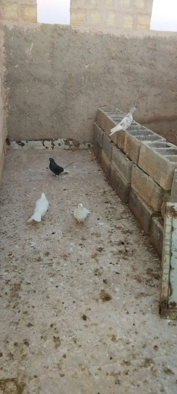 کبوتر|پرنده|برخوار, |دیوار