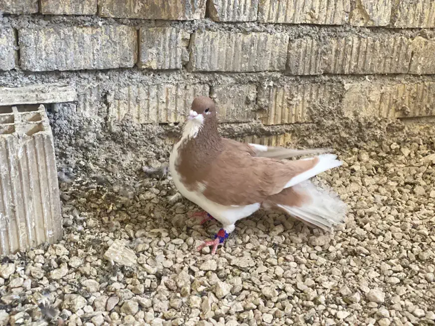 شهری|حیوانات|شیراز, کفترک|دیوار