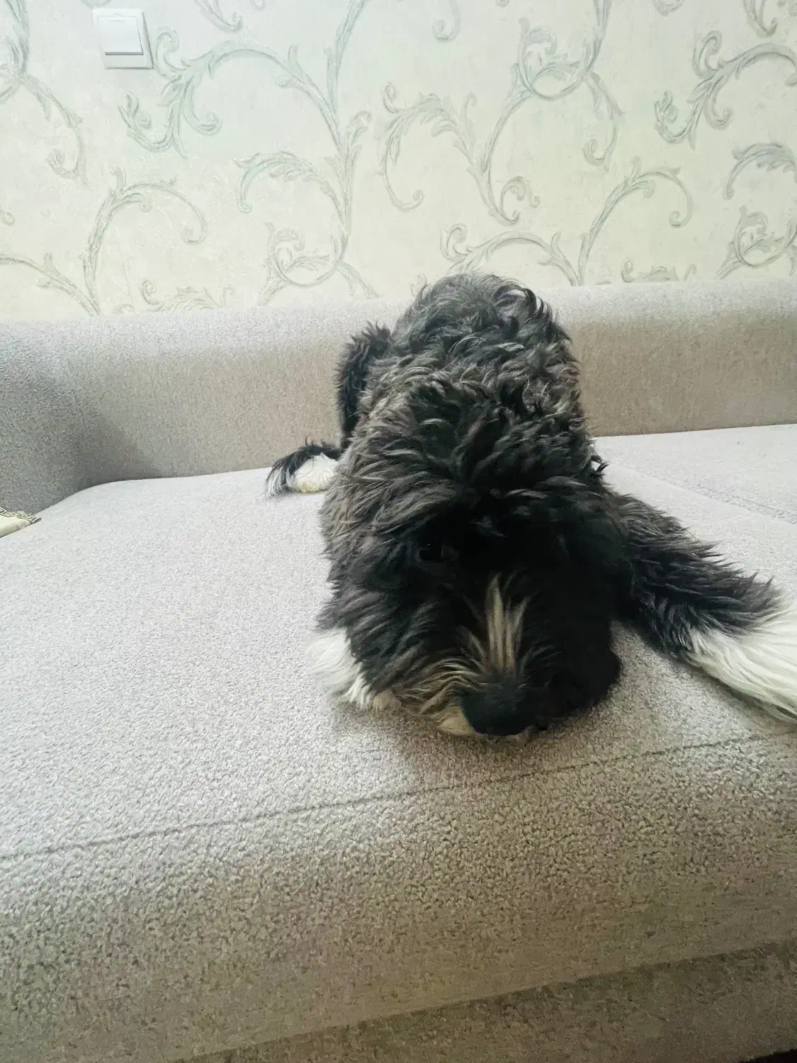 سگ شیتزو تریر|سگ|تهران, خلیج فارس|دیوار