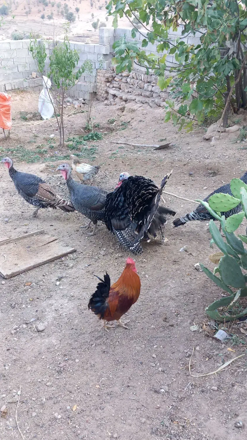 بوقلمون|حیوانات مزرعه|منج, |دیوار