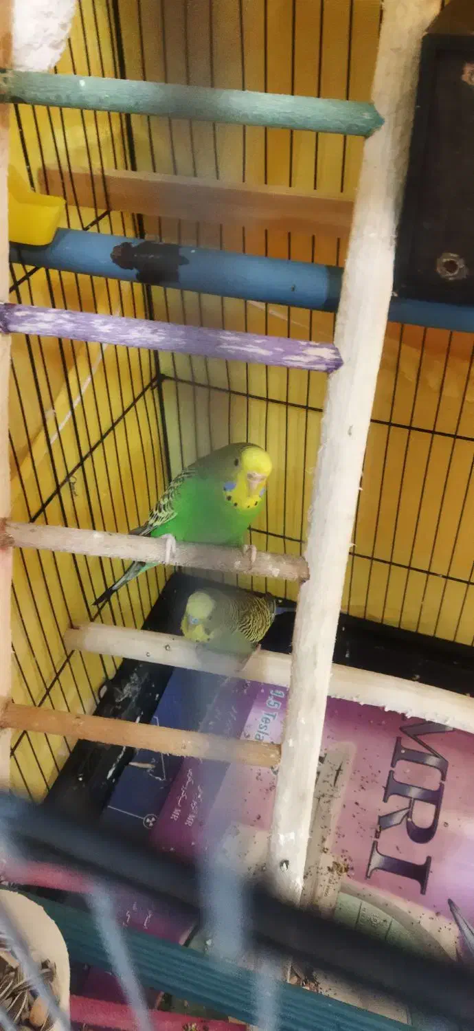 یک جفت قناری مولد|پرنده|نوشهر, |دیوار