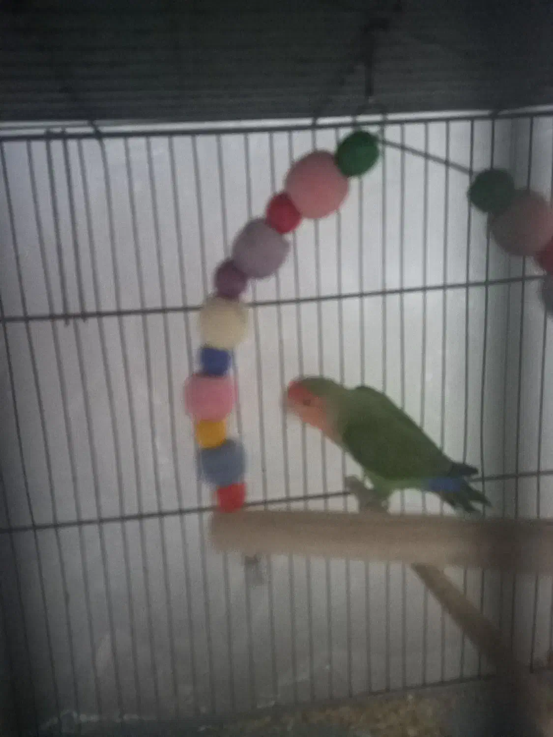 طوطی برزیلی|پرنده|نظرآباد, مصطفی آباد|دیوار