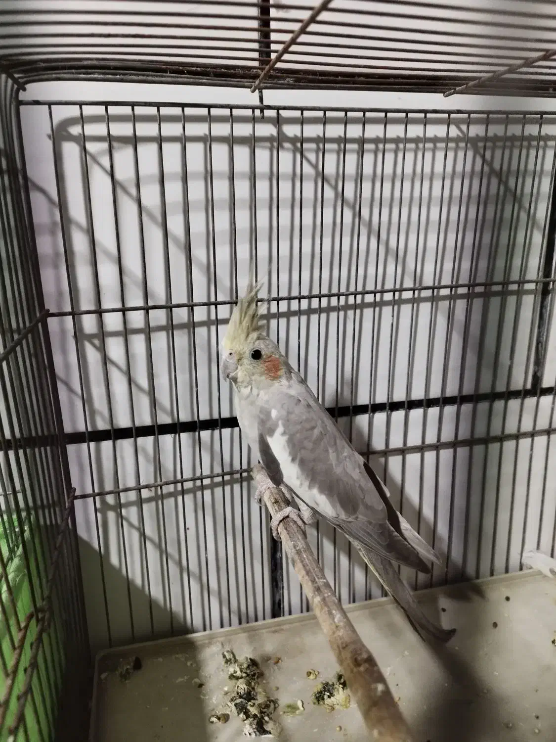 عروس هلندی لوتینو طوطی|پرنده|دزفول, |دیوار