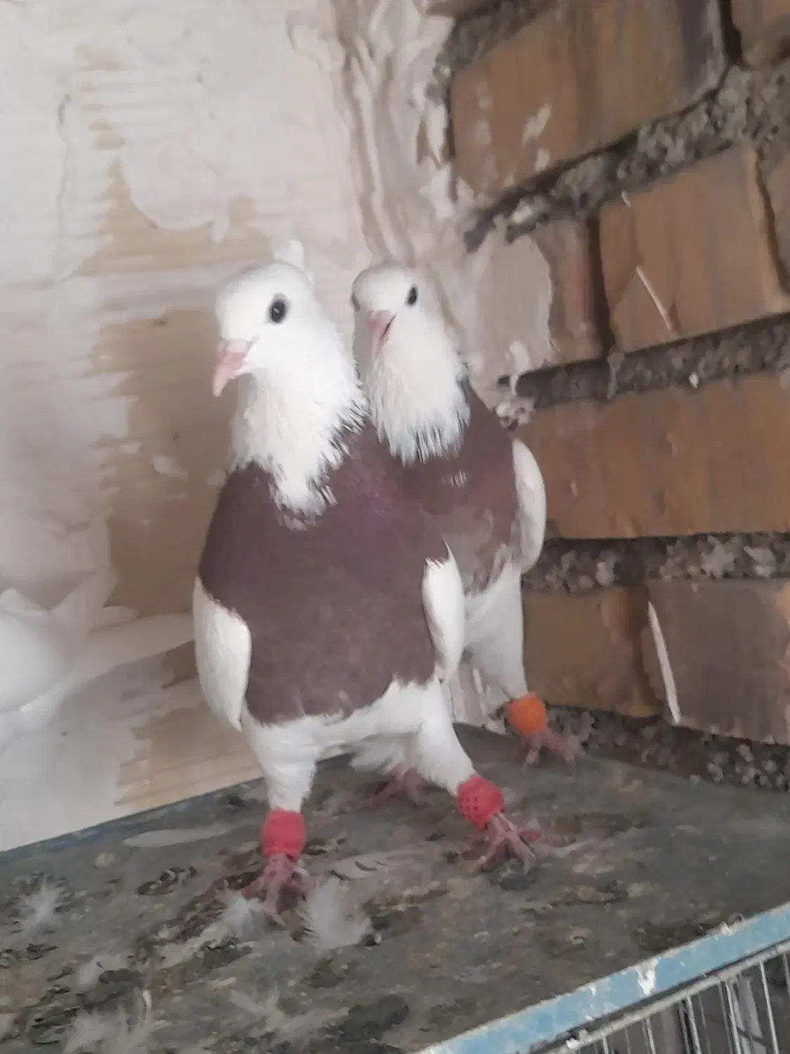 ۵ عدد طوقی|پرنده|شاهرود, |دیوار