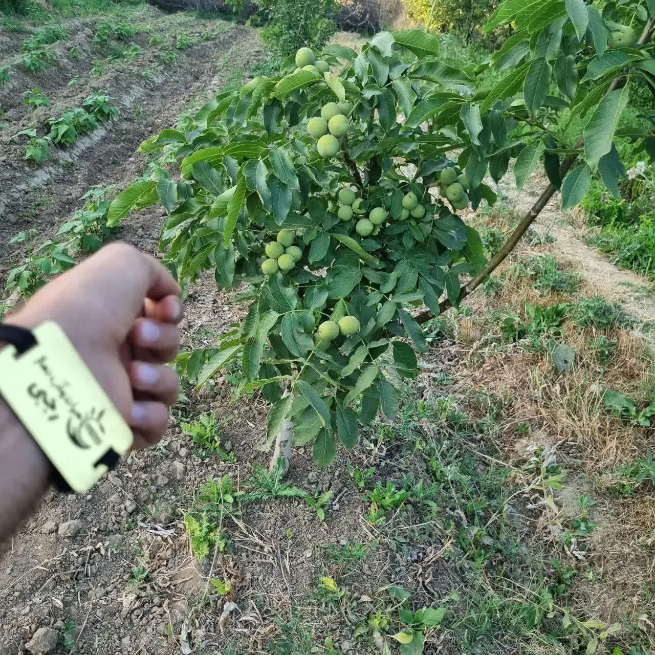 فروش درخت گردو ژنوتیپ|خدمات باغبانی و درختکاری|انار, |دیوار