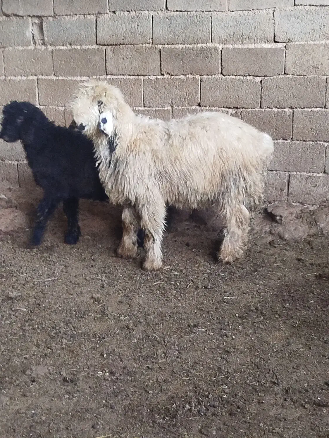 بره بذری|حیوانات مزرعه|شیراز, داریون|دیوار