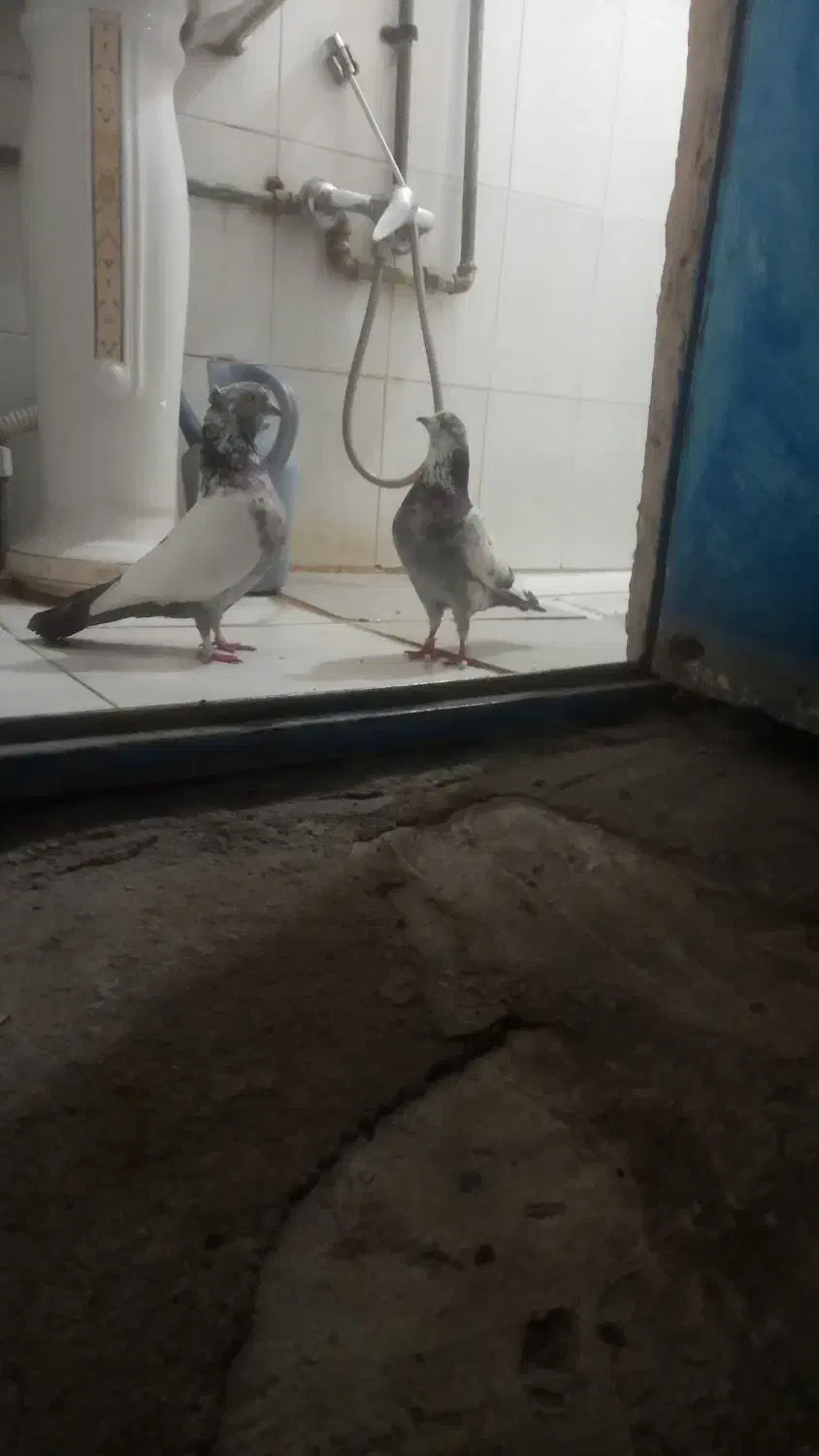 گرفته|حیوانات|کرمانشاه, |دیوار